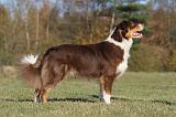 BERGER AUSTRALIEN 504